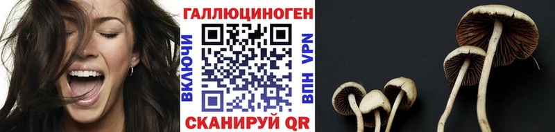 Галлюциногенные грибы Psilocybine cubensis  Сясьстрой 